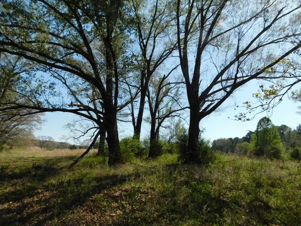 a view of a dry yard with trees