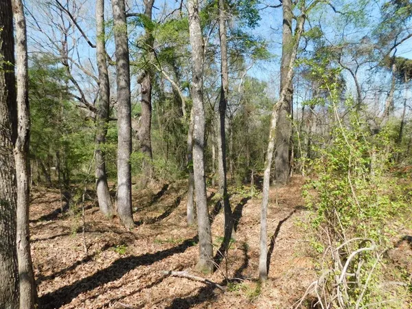a view of a dry yard