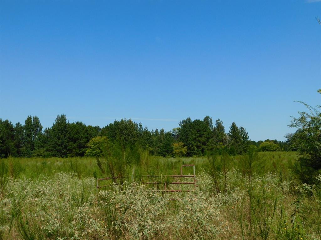 0 Cox Road Sarepta, LA 71071 - Photo 2 of 26 View of woods