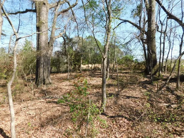 a view of a yard of a house