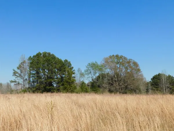 a view of large trees with tress in the background
