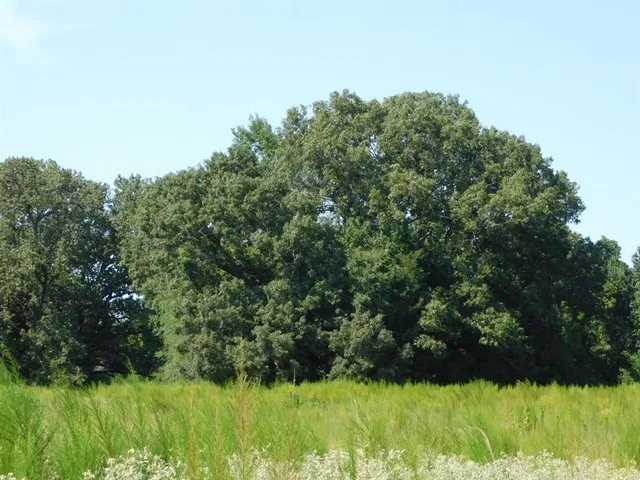 $321,667 | 0 Cox Road, Sarepta, LA 71071