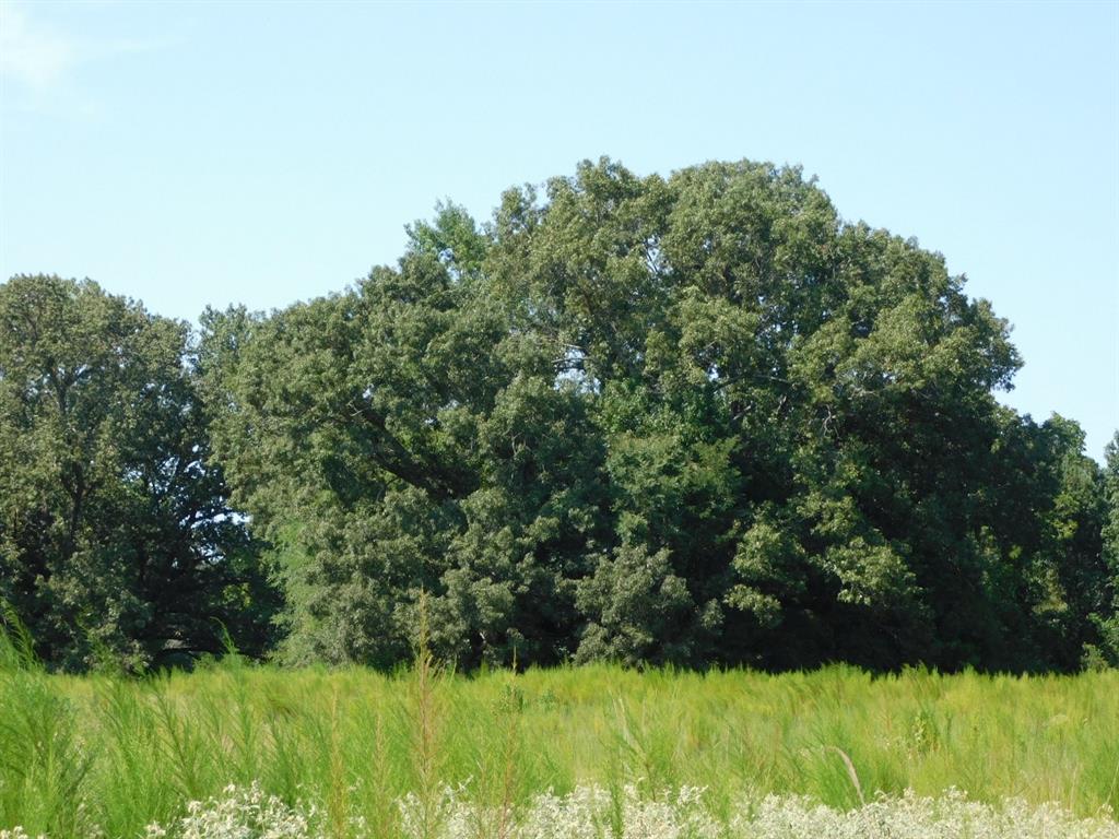 0 Cox Road Sarepta, LA 71071 - Photo 5 of 26 View of wooded area