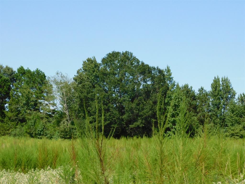 0 Cox Road Sarepta, LA 71071 - Photo 6 of 26 View of woods