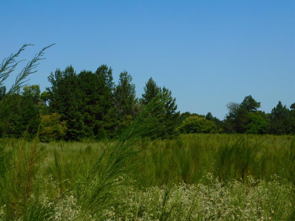 0 Cox Road Sarepta, LA 71071 - Photo 7 of 26 View of wooded area