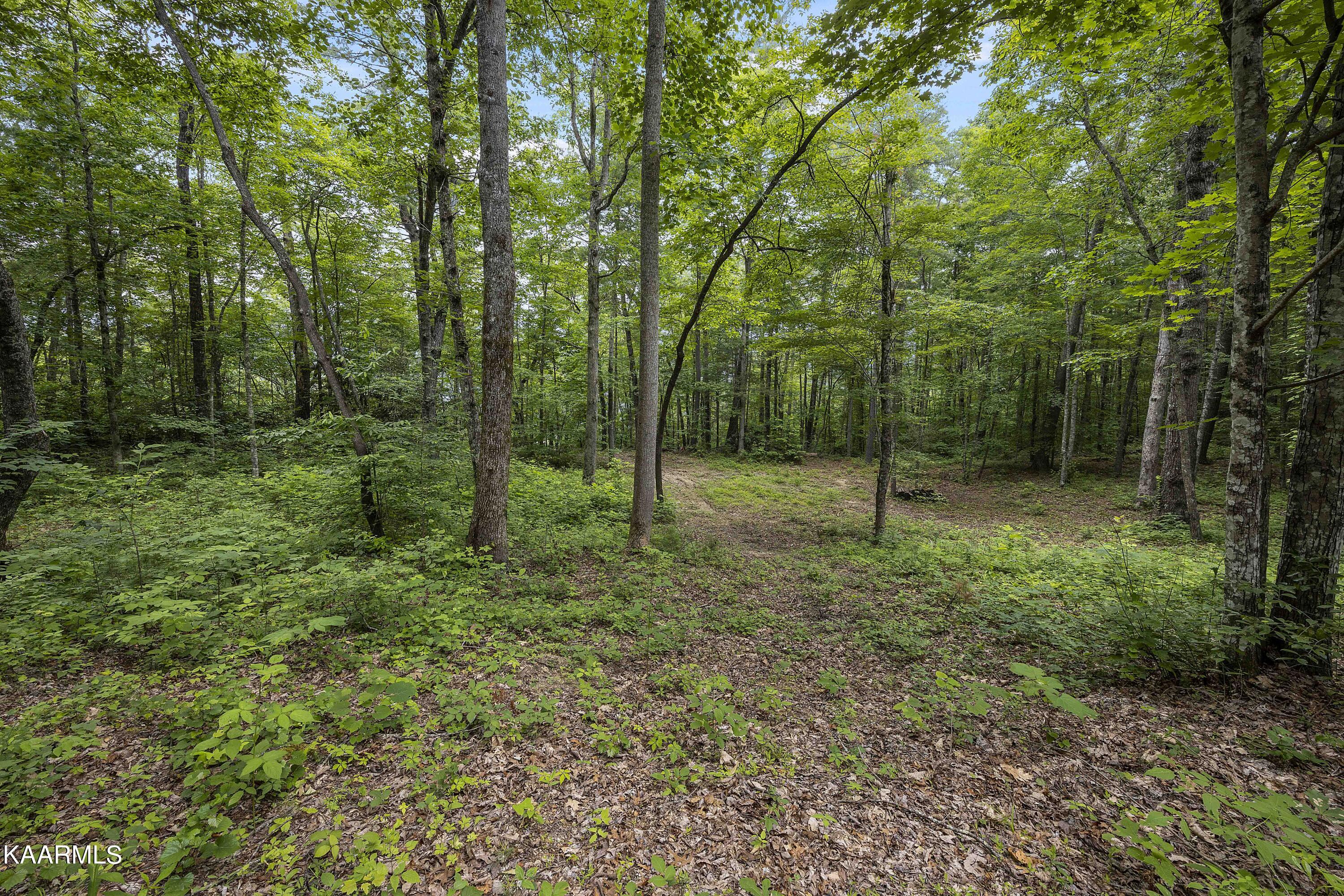 132 Fence Rail Gap Road Walland, TN 37886 - Photo 17 of 19 Large Wooded Lot