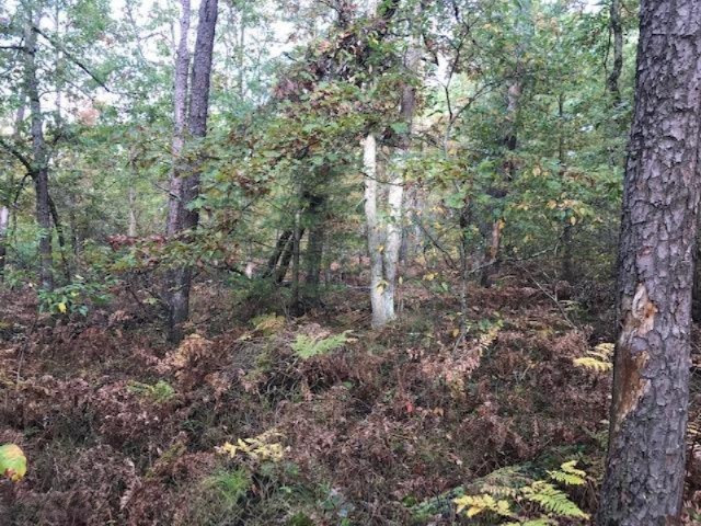 2358 P P Links Road West Irons, MI 49644 - Photo 2 of 18 IMG_4601