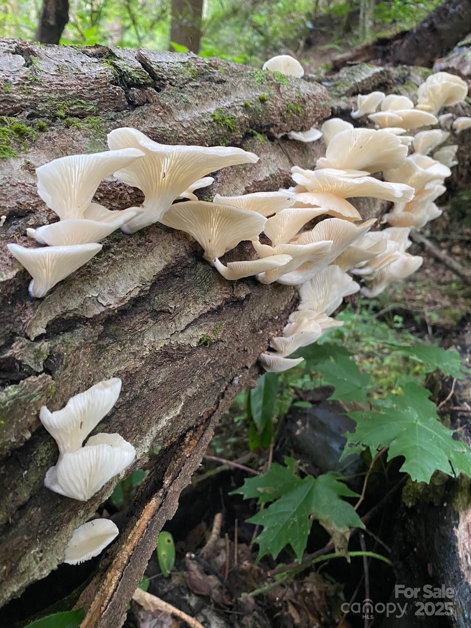 1295 Paint Rock Road Hot Springs, NC 28743 - Photo 15 of 29 a backyard of a house with lots of green space