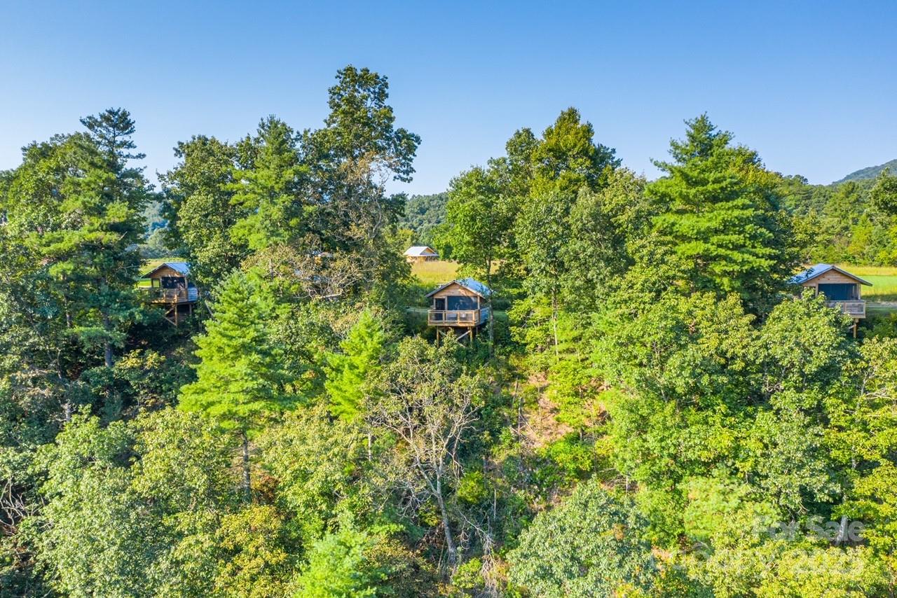 1295 Paint Rock Road Hot Springs, NC 28743 - Photo 5 of 29 a plant with lots of bushes