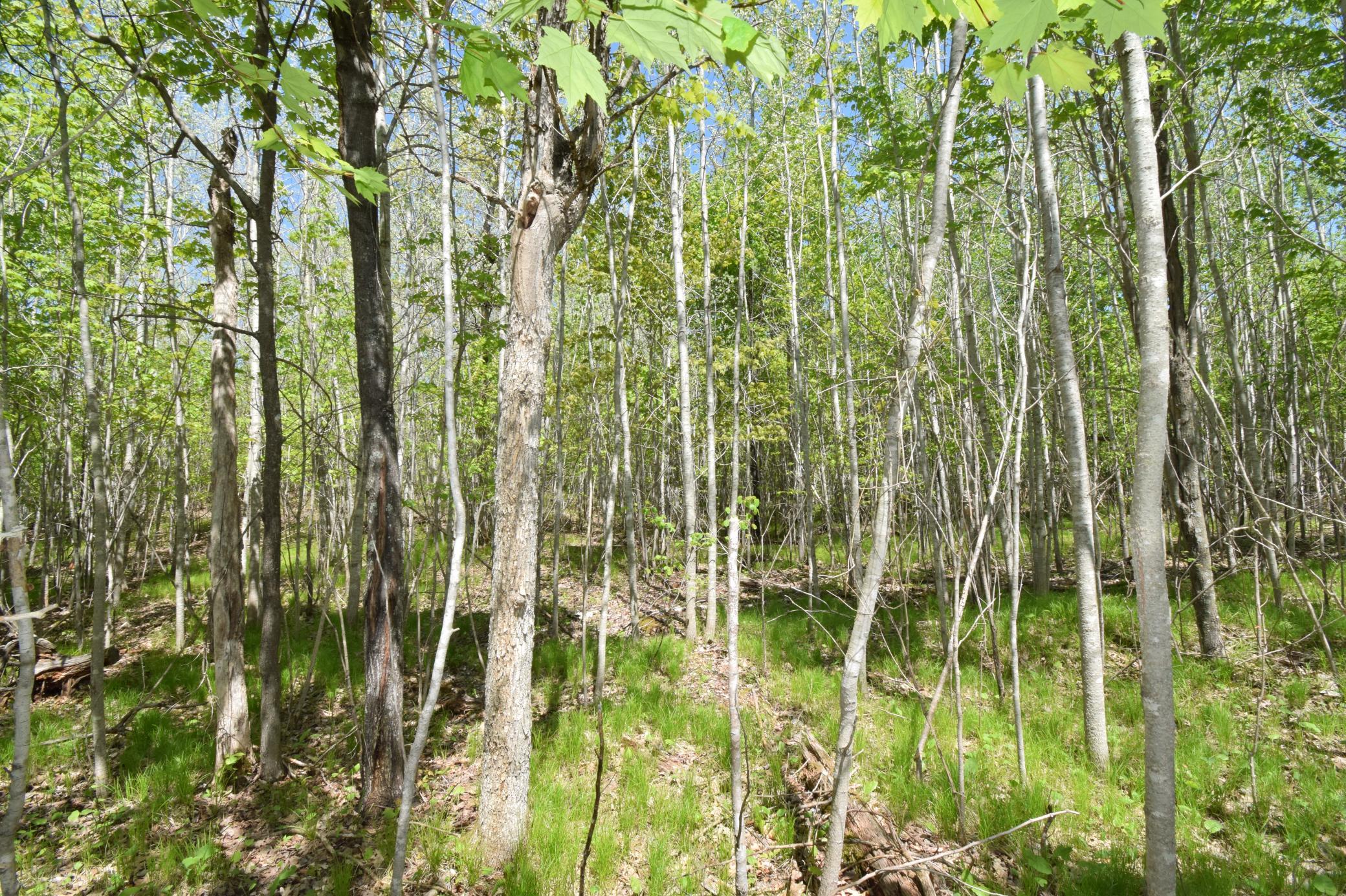 Lot 10 Fremsted Road Danbury, WI 54830 - Photo 7 of 28
