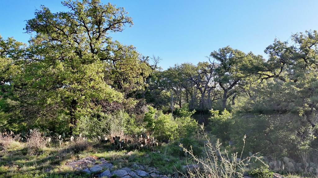 Tbd Tbd Madden Ranch Road Valley Spring, TX 76885 - Photo 28 of 46 Gallery Image 28