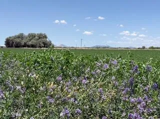 a view of outdoor space and garden