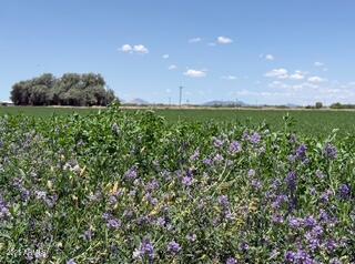 0 West Desert Rose Road Arlington, AZ 85322 - Photo 3 of 10 a view of outdoor space and garden