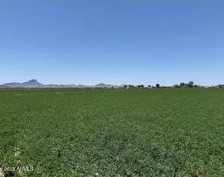 a view of a lush green space with a lake in the background