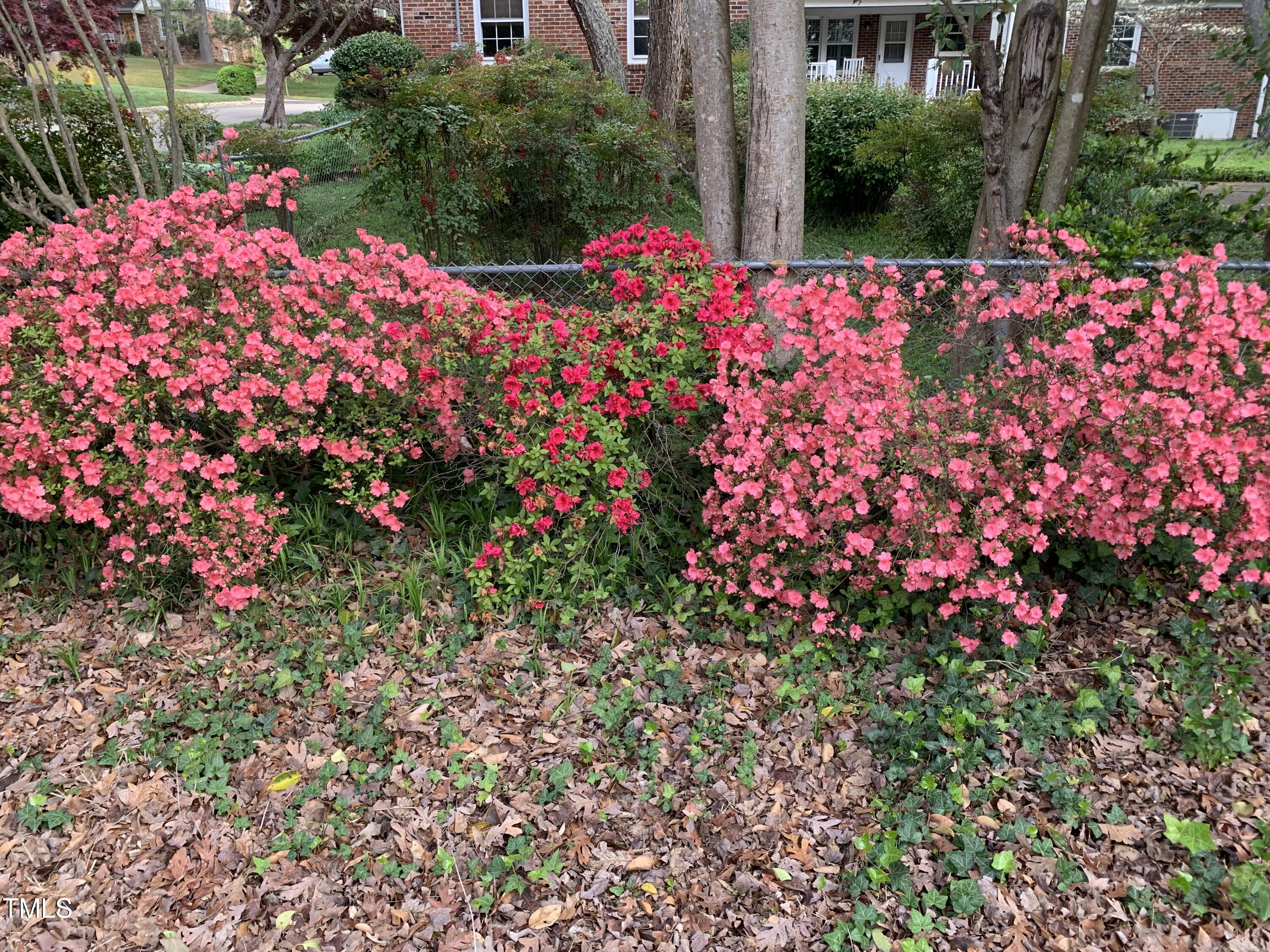 4712 Scollay Court Raleigh, NC 27609 - Photo 30 of 32 More Beautiful Azaleas