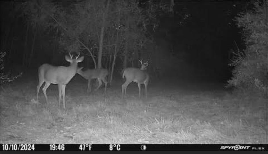 9248 Morrish Road Montrose, MI 48457 - Photo 28 of 29 50163897-f1ae691b-3f88-41bd-a2c9-f8efd4886f62.JPG