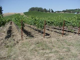 1026 Sunset Road Napa, CA 94558 - Photo 6 of 7 Gallery Image 6