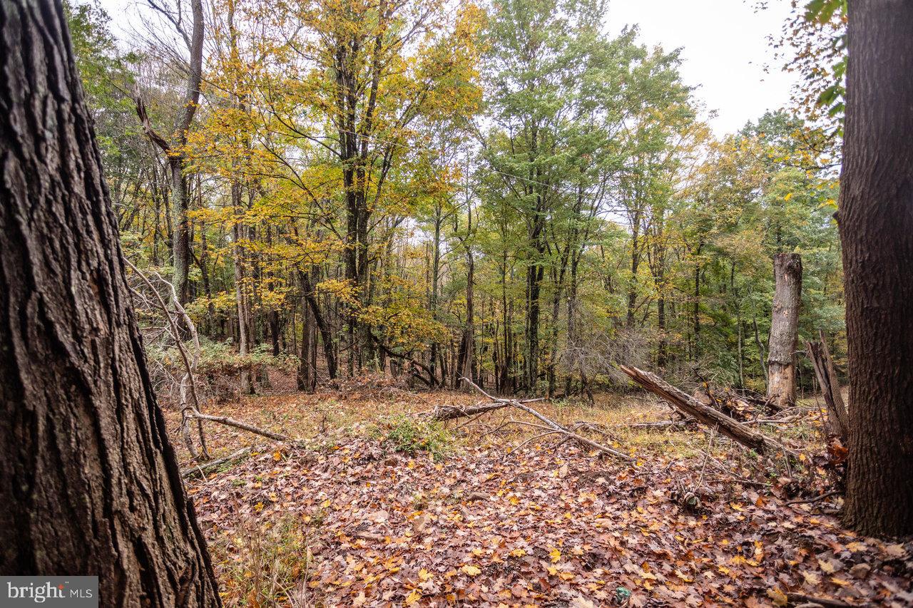0 Dry Run Road Brandywine, WV 26802 - Photo 8 of 33