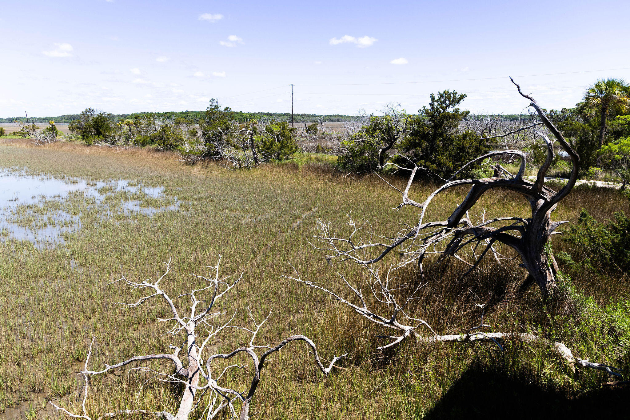 1205 Jungle Road Edisto Island, SC 29438 - Photo 64 of 79 TammaSmithPhotography-9043