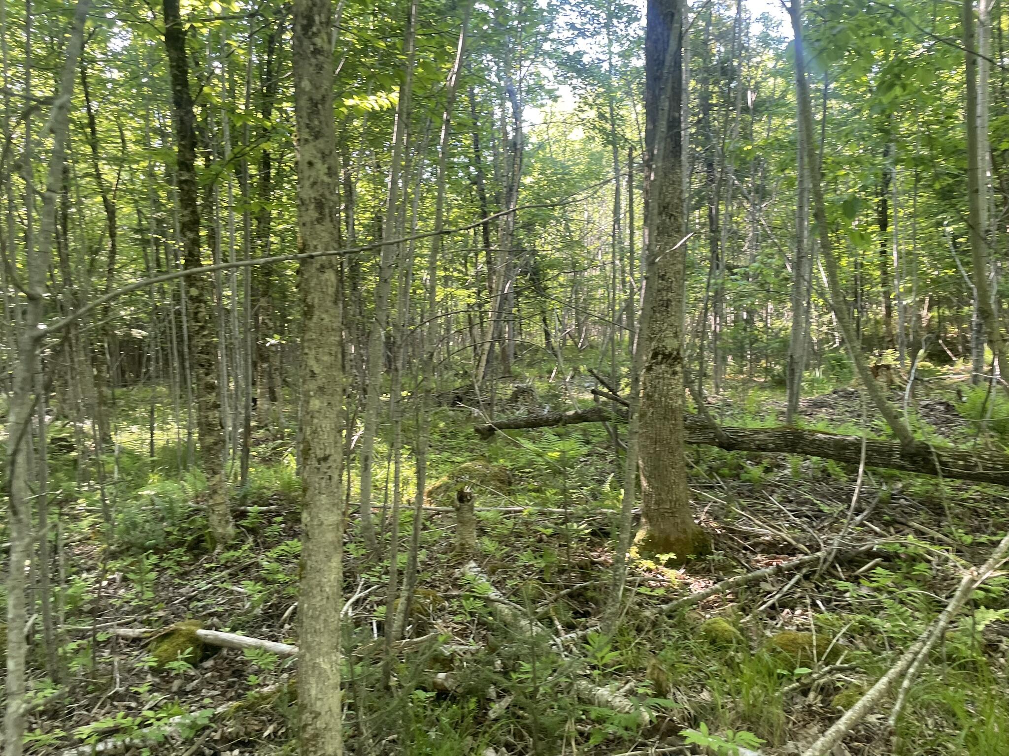 0 Macomber Road Readfield, ME 04355 - Photo 39 of 61 IMG_5674