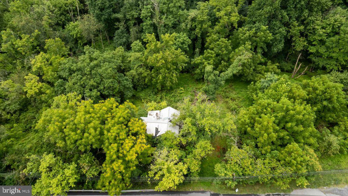 14459 Frederick Road Cooksville, MD 21723 - Photo 27 of 29 a view of a tree