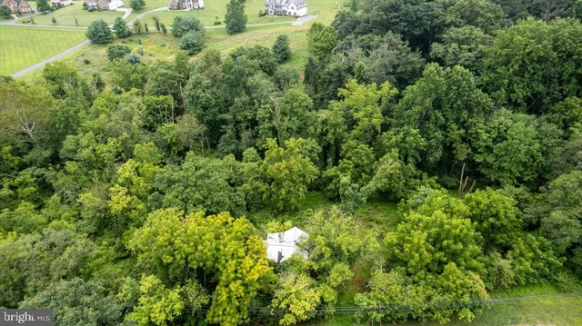 a view of a lush green forest with small trees