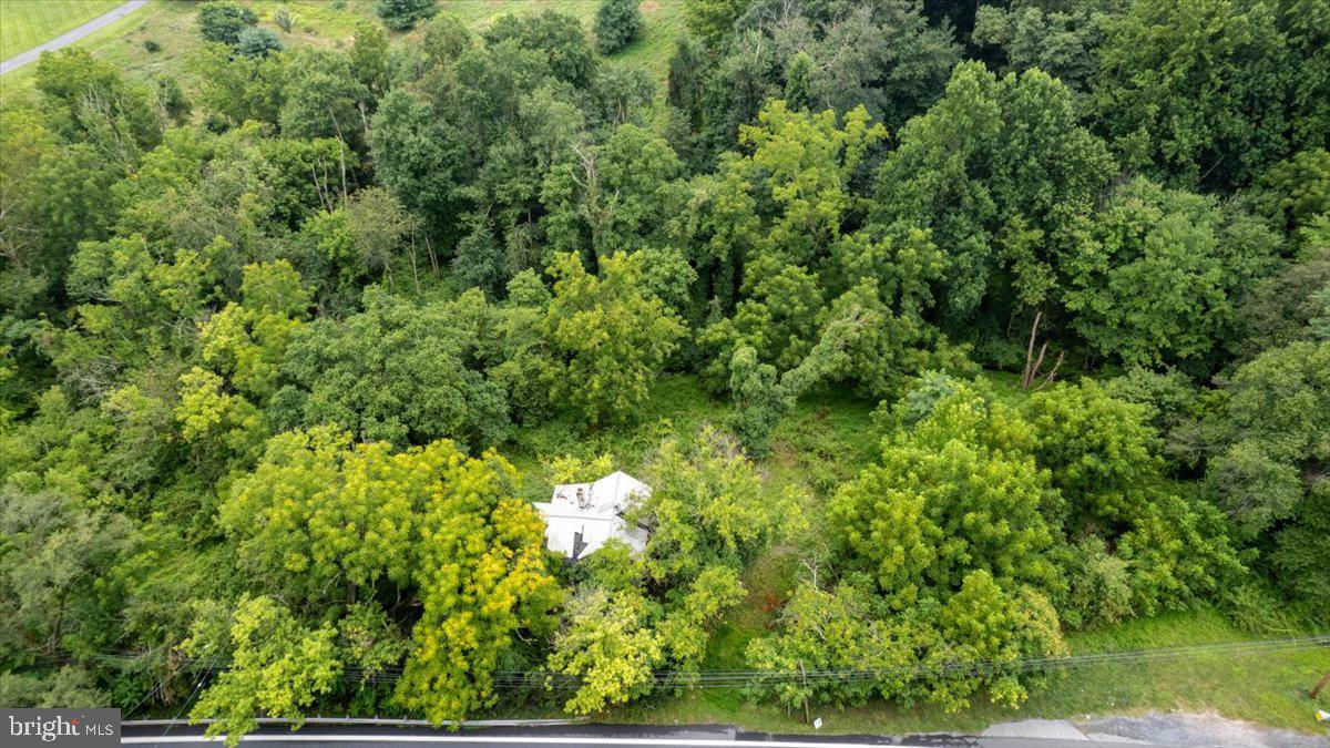 14459 Frederick Road Cooksville, MD 21723 - Photo 6 of 29 a view of a lush green forest with small trees