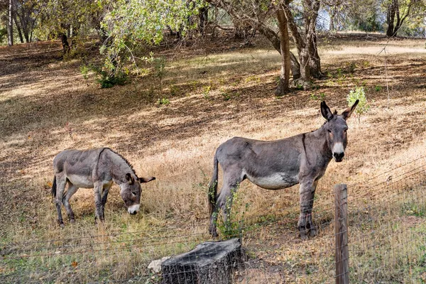 $1,589,000 | 15045 Tyler Road, Fiddletown, CA 95629