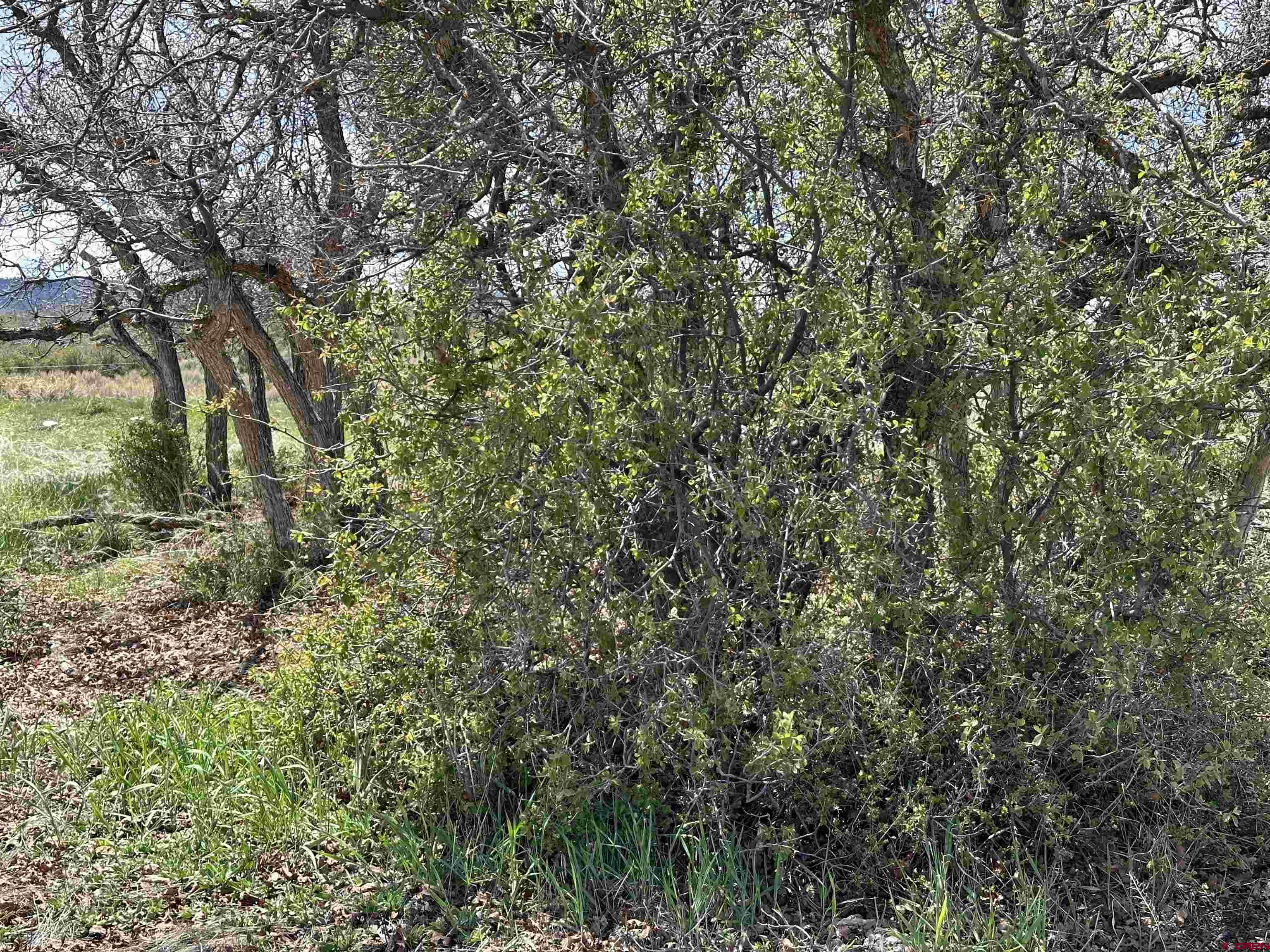 8896 8250th Road Crawford, CO 81415 - Photo 11 of 37 a view of a yard with a tree
