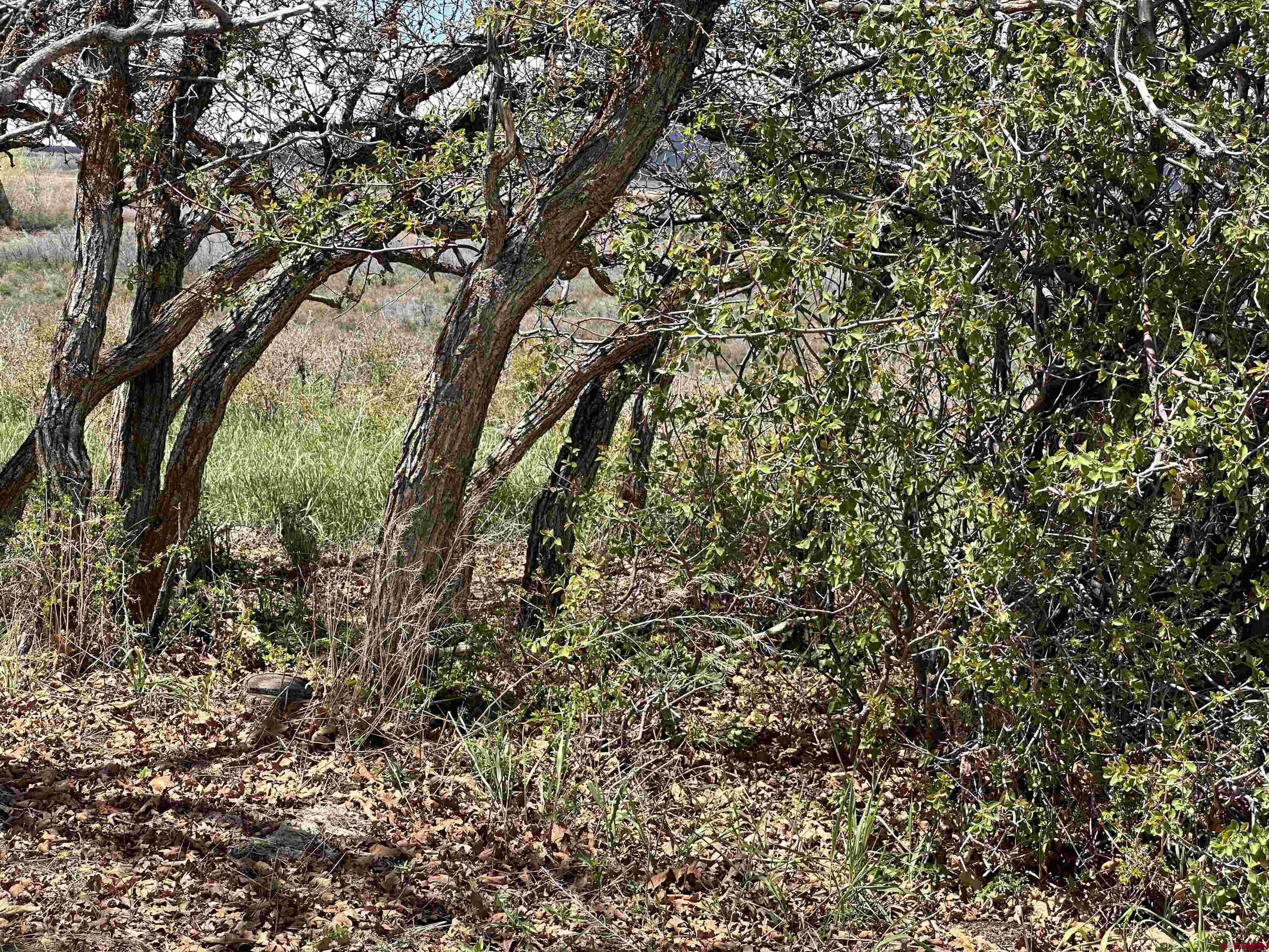 8896 8250th Road Crawford, CO 81415 - Photo 23 of 42