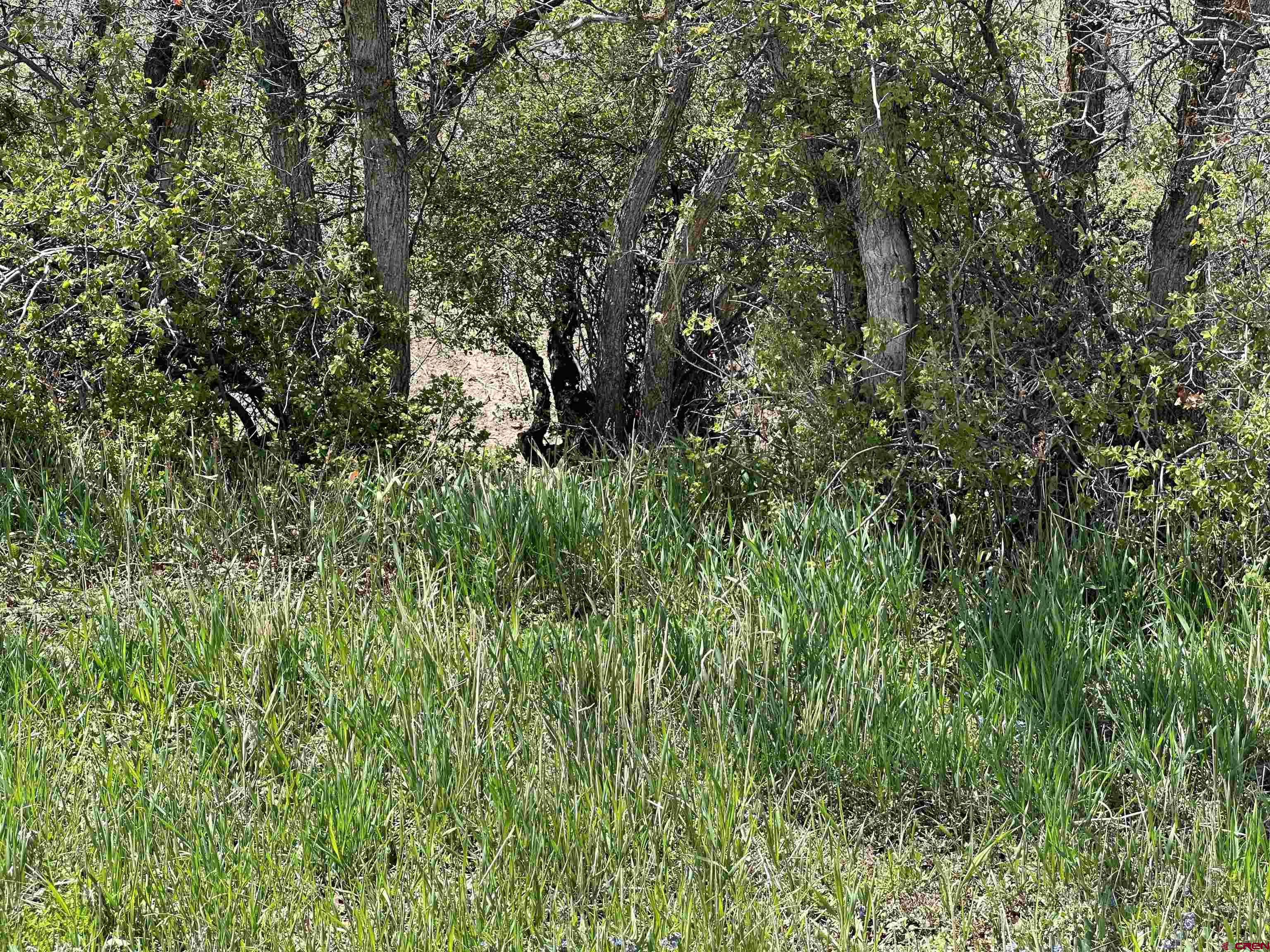 8896 8250th Road Crawford, CO 81415 - Photo 3 of 42