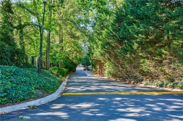 a view of a yard with plants and large trees