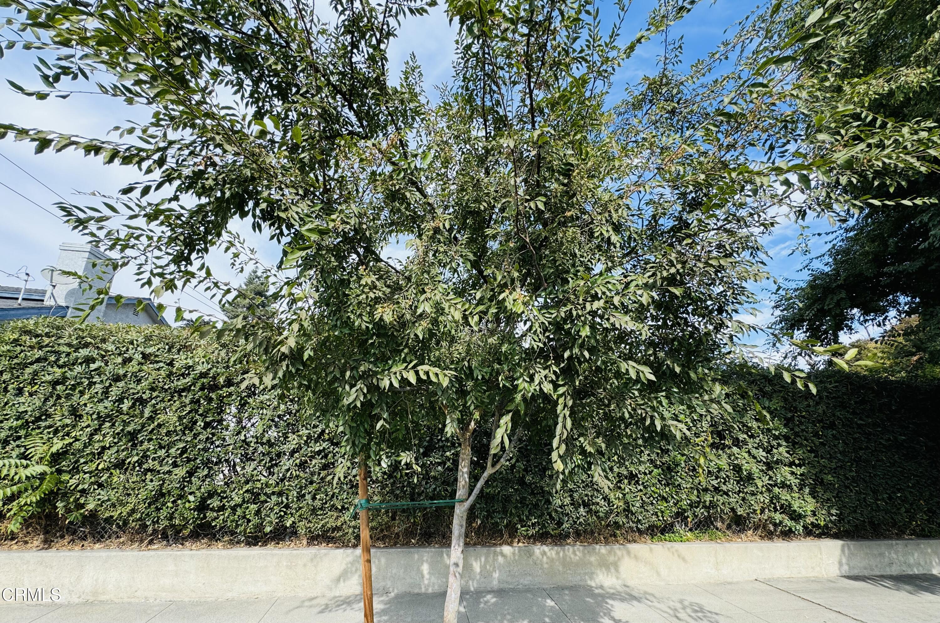 550 MacDonald Street Pasadena, CA 91103 - Photo 37 of 63 a view of a street with a tree