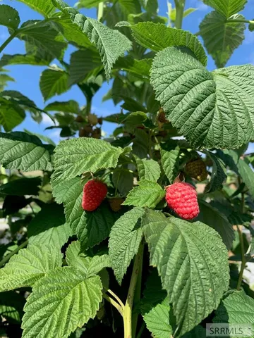 $895,000 | 319 Snook Street, Salmon, ID 83467