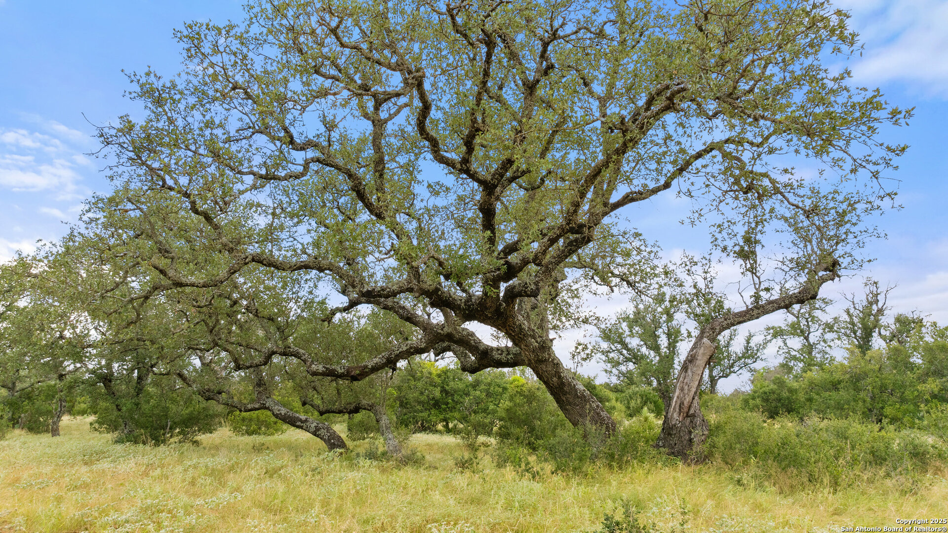 Lot 37 Vista Ridge Round Mountain, TX 78663 - Photo 20 of 30 a picture of tree