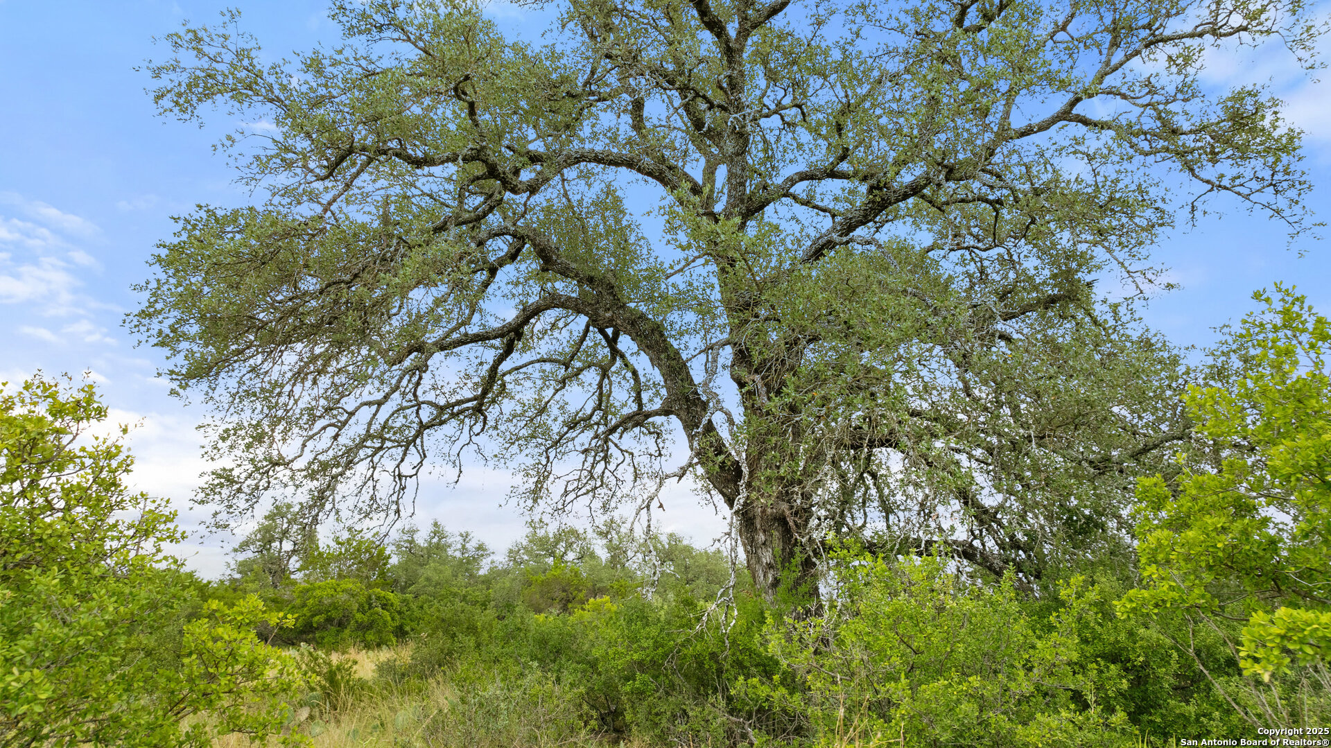 Lot 37 Vista Ridge Round Mountain, TX 78663 - Photo 27 of 30 a picture of tree