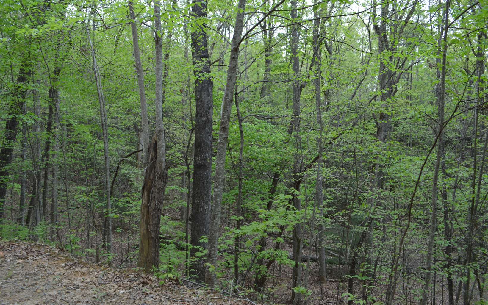 Lot 12 North Ridge Trail Brasstown, NC 28902 - Photo 3 of 11 Additional View