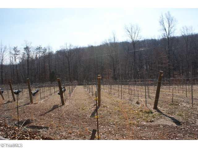 419 Kallam Mill Road Madison, NC 27025 - Photo 10 of 16 Other. Vineyard