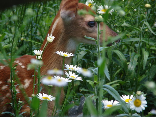 3538 East 2179th Road Ottawa, IL 61350 - Photo 26 of 28 a view of flowers
