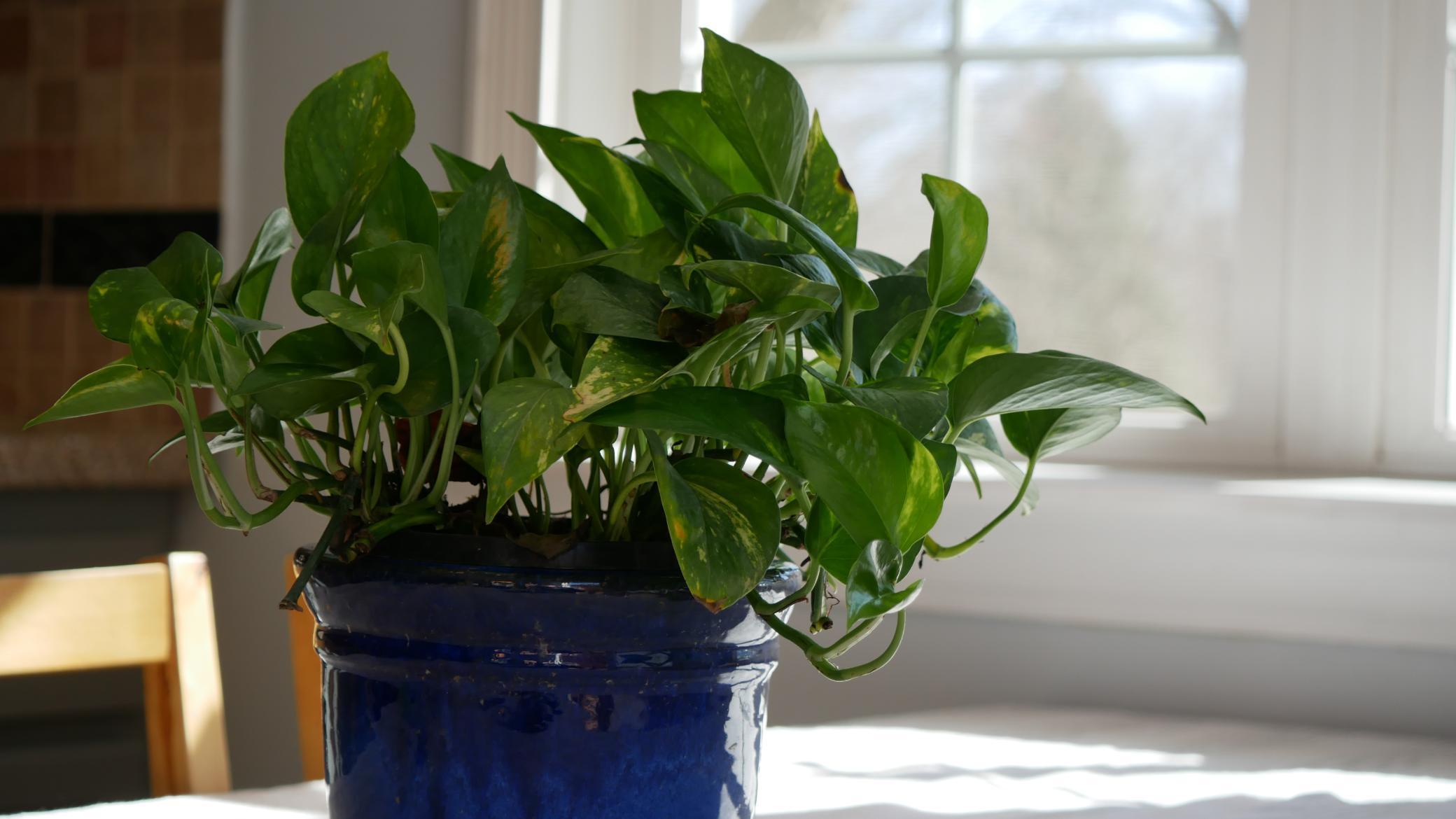 10962 Eagle Street Northwest Coon Rapids, MN 55433 - Photo 11 of 46