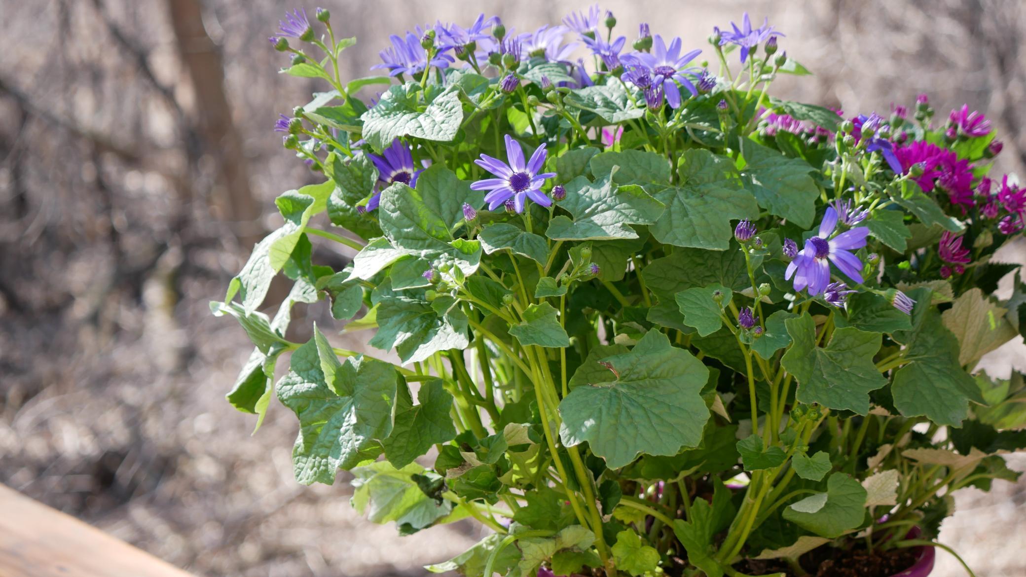10962 Eagle Street Northwest Coon Rapids, MN 55433 - Photo 4 of 46