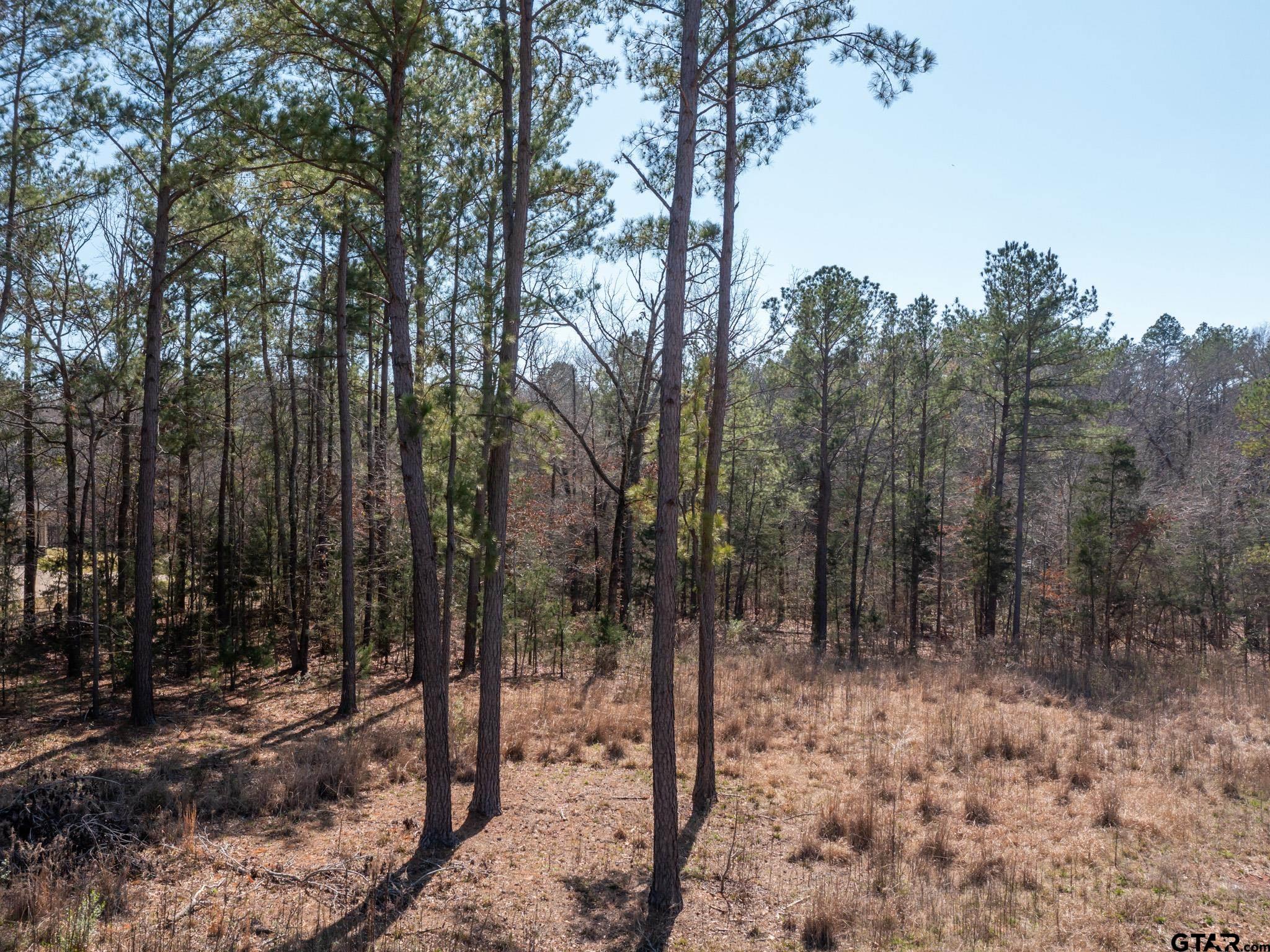 21324 Gatlinburg Road Bullard, TX 75757 - Photo 6 of 15 a view of a forest filled with trees