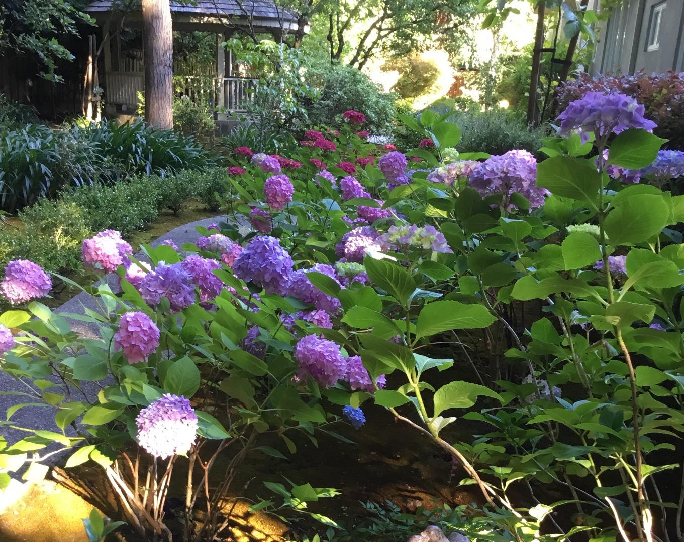 126 Atherton Avenue Atherton, CA 94027 - Photo 15 of 17 a view of a flower