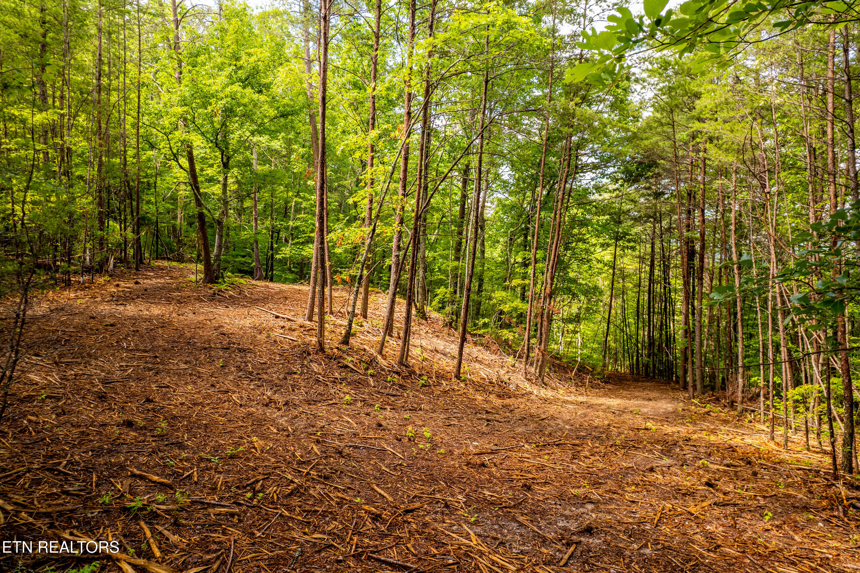 154 Poplar Road Tellico Plains, TN 37385 - Photo 6 of 39 Poplar