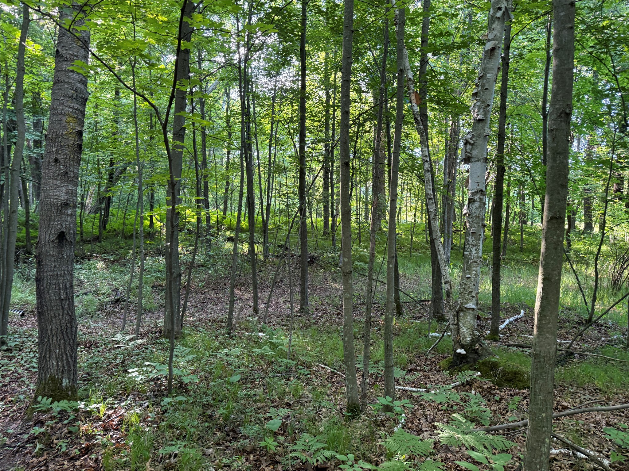 Xxx Sathre Lane Shell Lake, WI 54871 - Photo 31 of 36