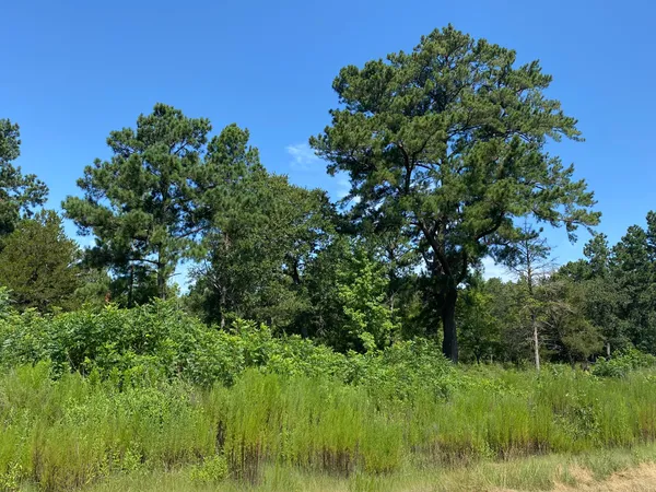 a view of a lush green space