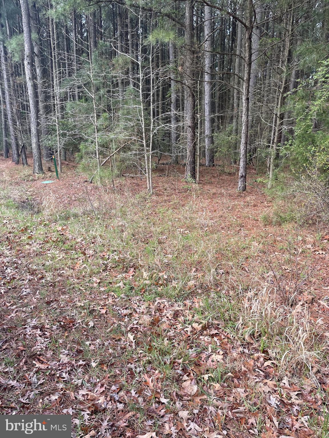 Ross Neck Road Cambridge, MD 21613 - Photo 28 of 30