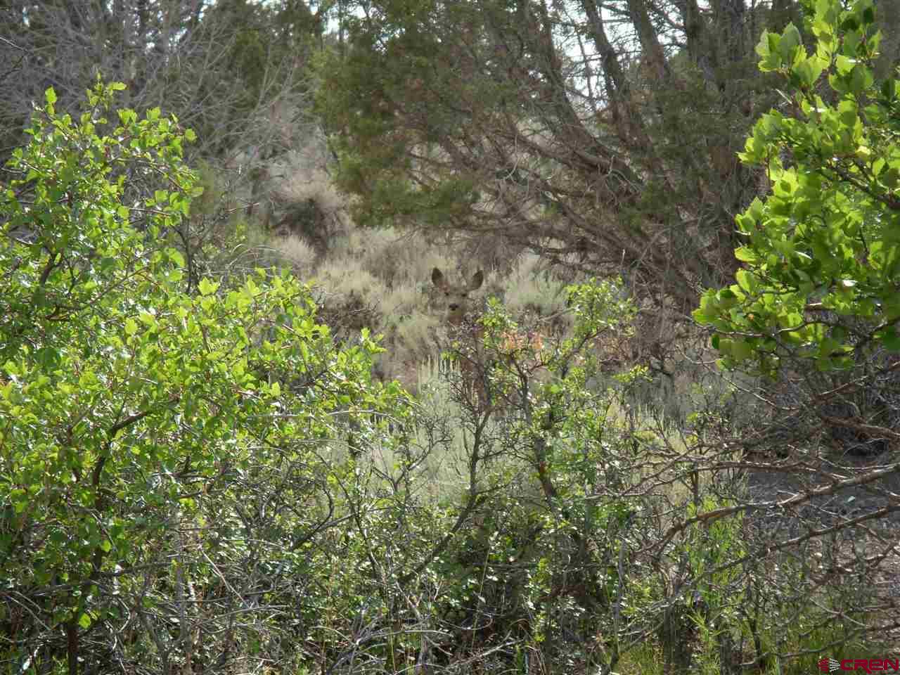 Tbd Westridge Road Cedaredge, CO 81413 - Photo 6 of 14 a view of a yard with plants and trees