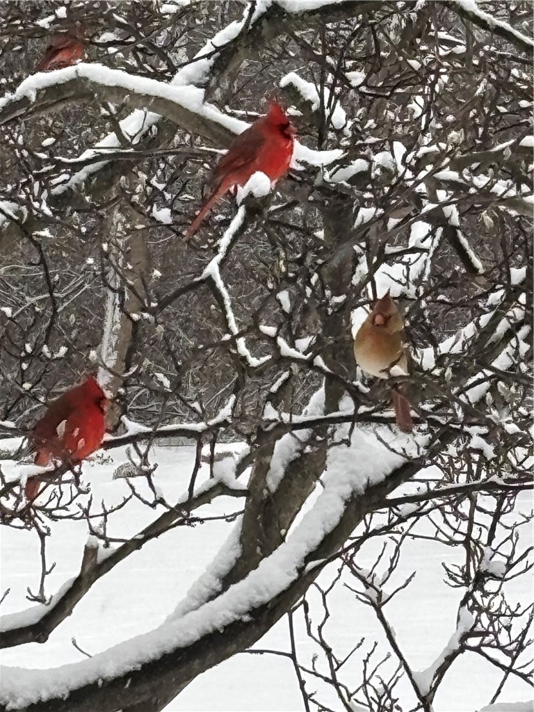 94 Long Pond Road Greece, NY 14612 - Photo 50 of 50