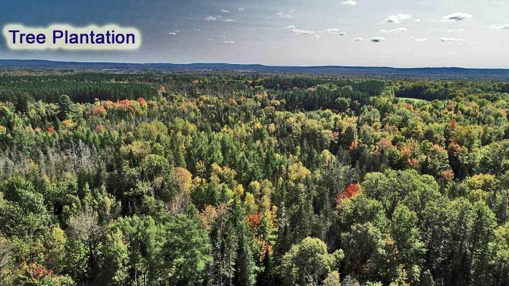 Lot 5.1 Off Ludlow Road Houlton, ME 04730 - Photo 17 of 43 tree-plantation-aroostook-m